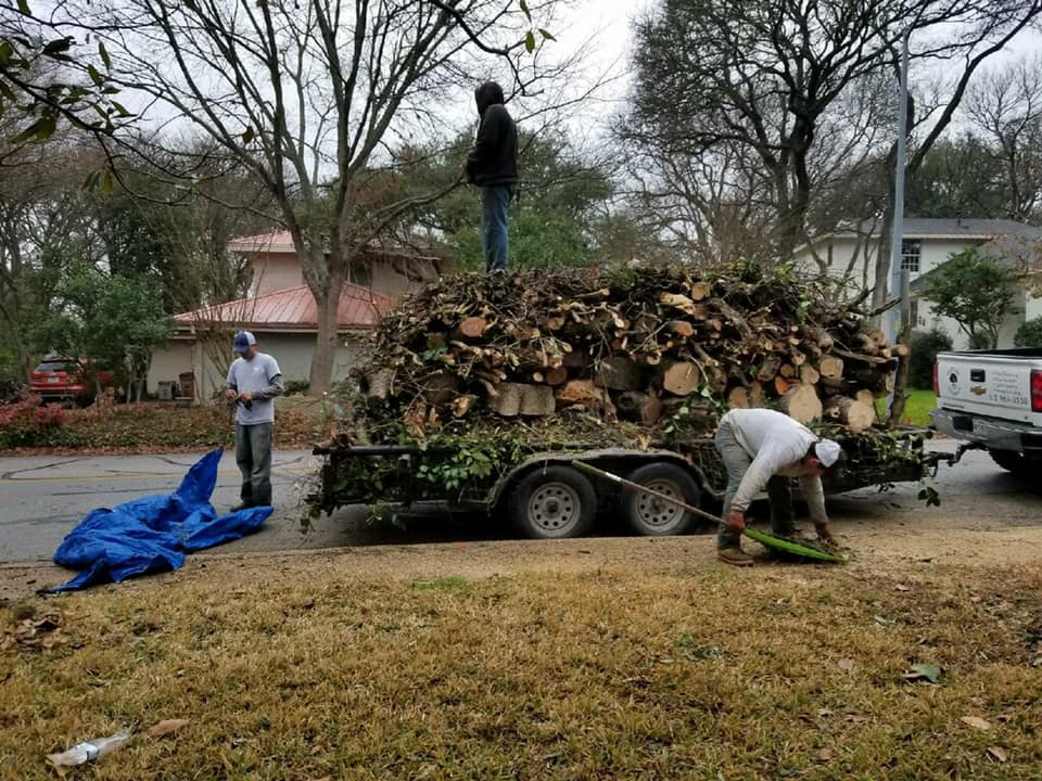 tree removal service San Antonio