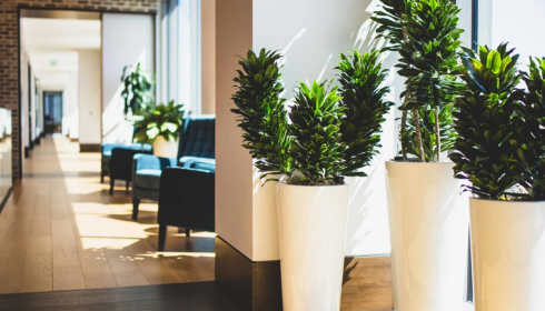 Tropical Plant Rentals