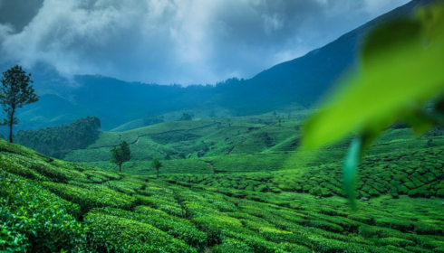 holiday packages Munnar Kerala