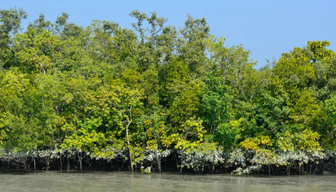 sundarban trip